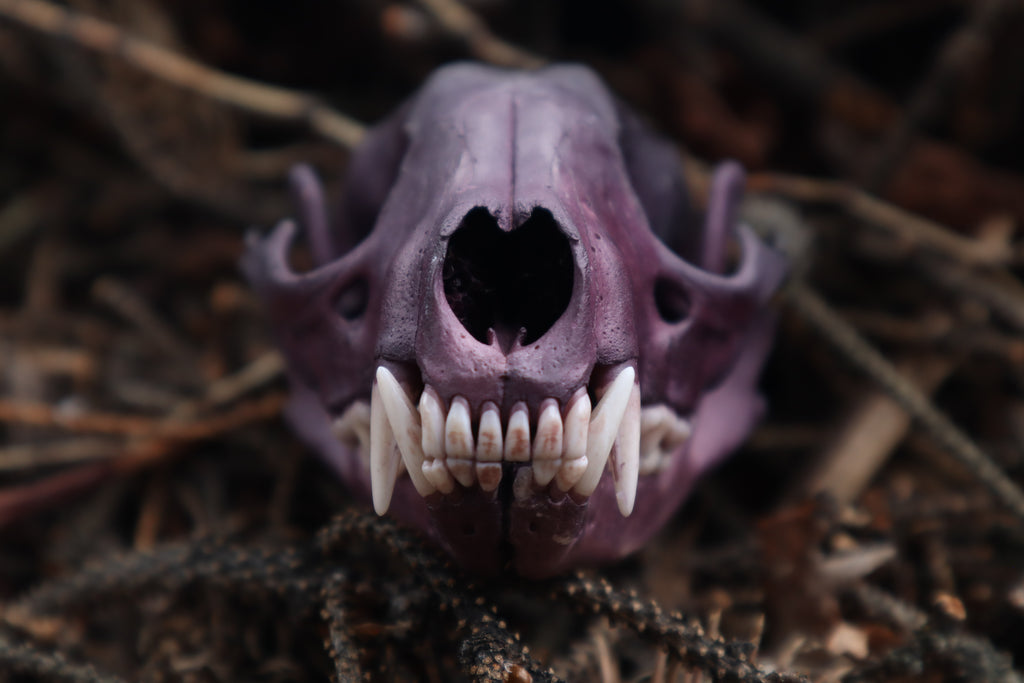 Naturally Stained Raccoon Skull Offering Bowl