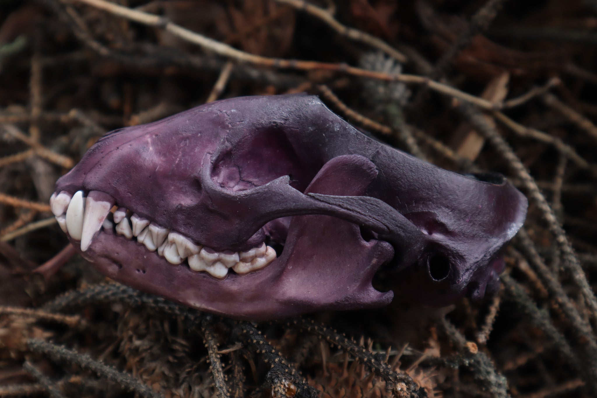 Naturally Stained Raccoon Skull Offering Bowl