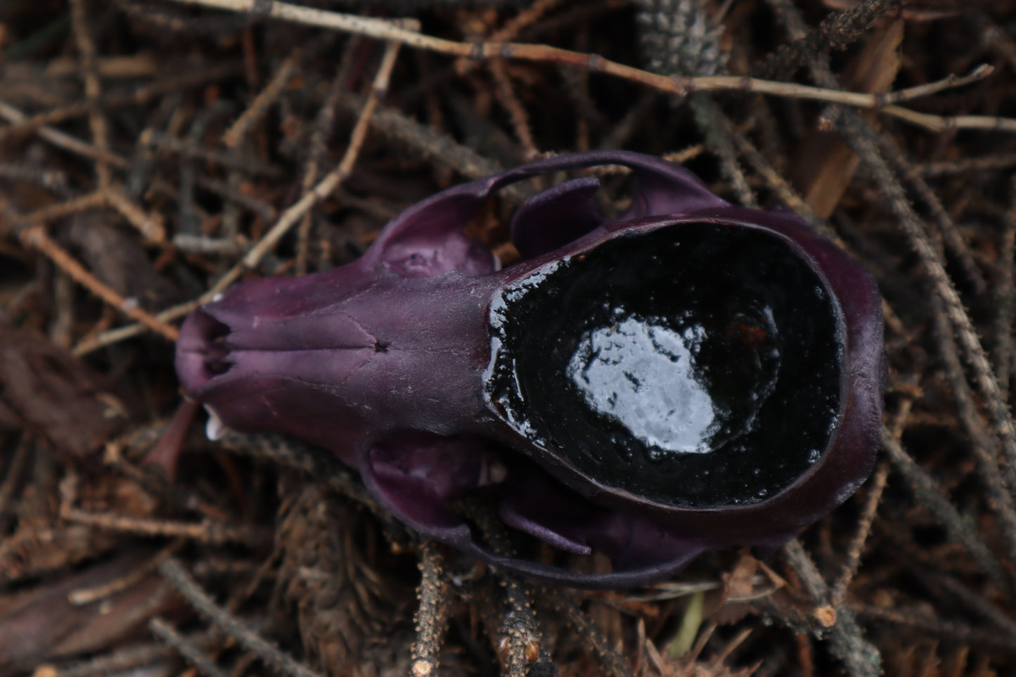 Naturally Stained Raccoon Skull Offering Bowl