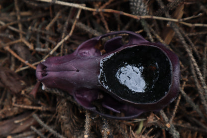 Naturally Stained Raccoon Skull Offering Bowl