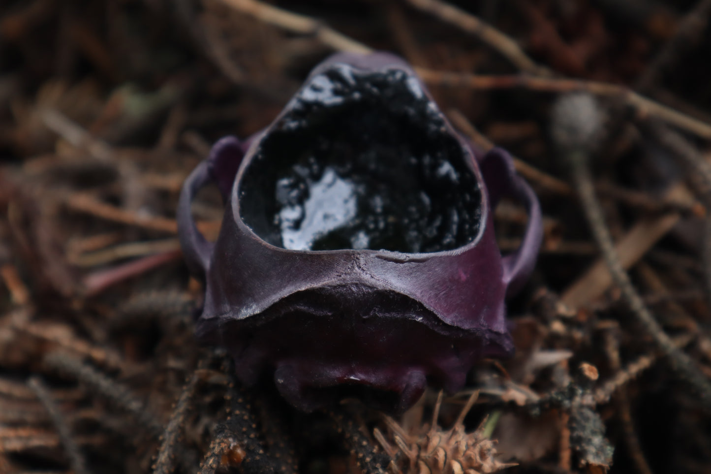 Naturally Stained Raccoon Skull Offering Bowl
