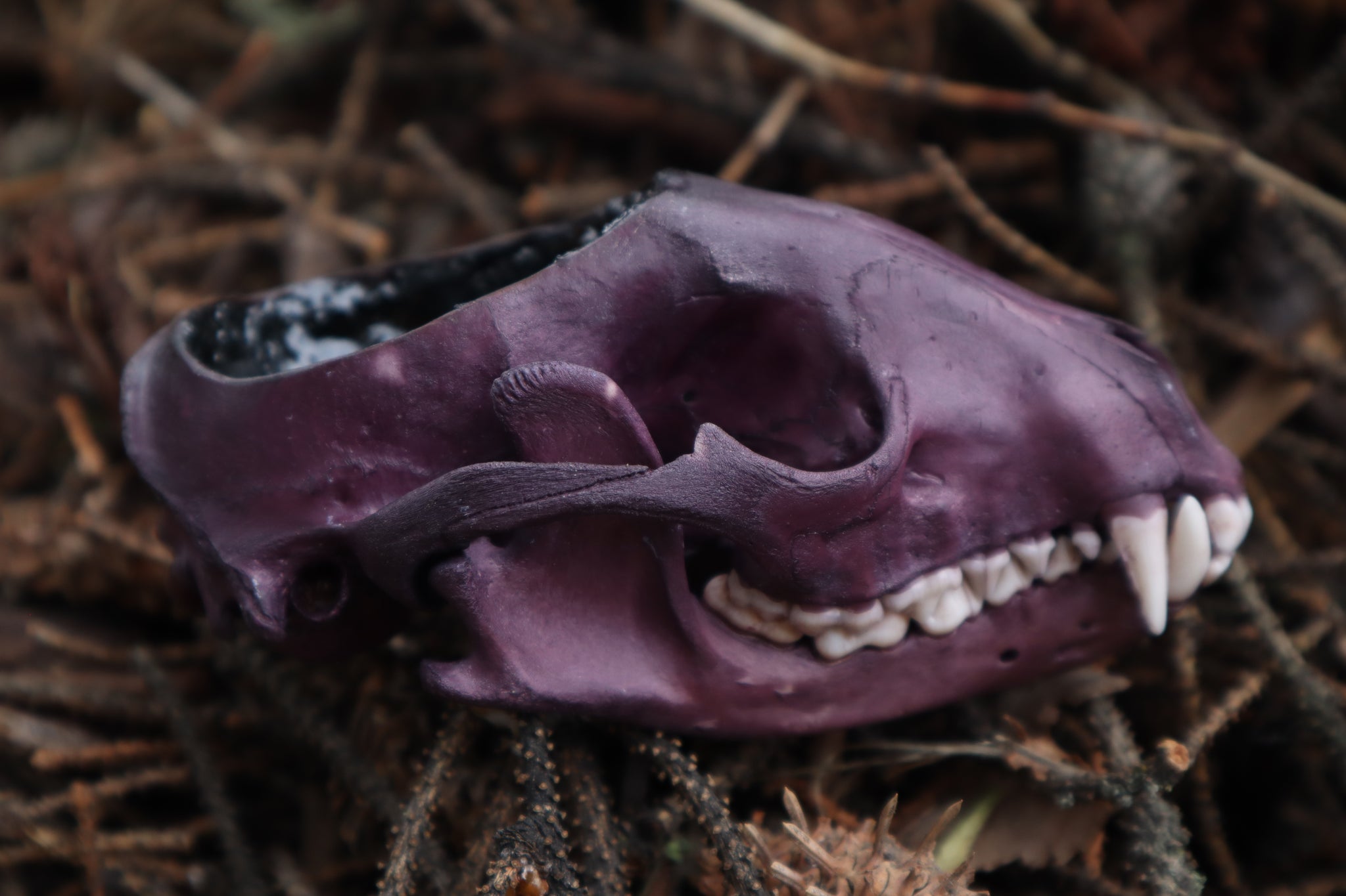 Naturally Stained Raccoon Skull Offering Bowl