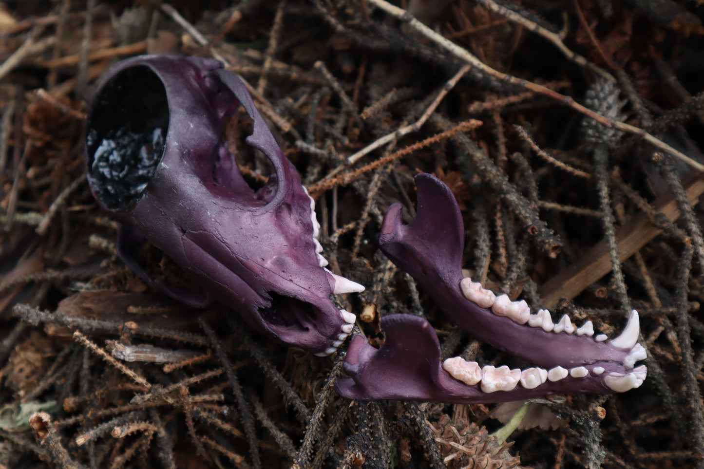 Naturally Stained Raccoon Skull Offering Bowl