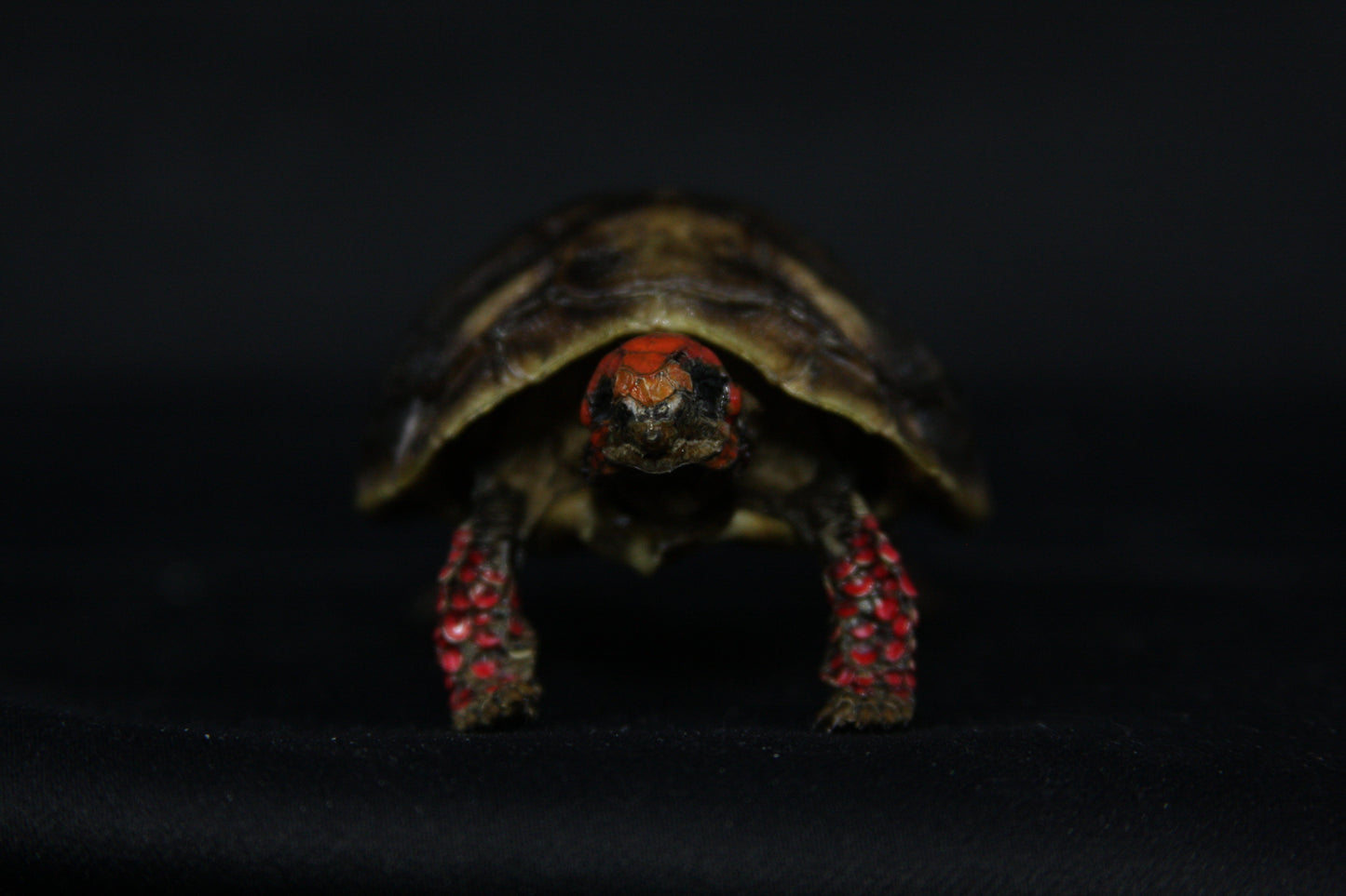 Red Footed Tortoise