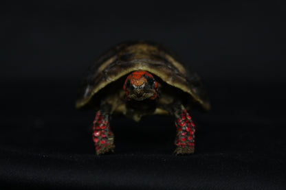 Red Footed Tortoise