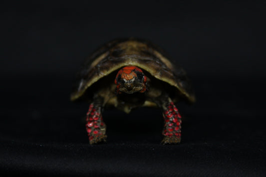 Red Footed Tortoise