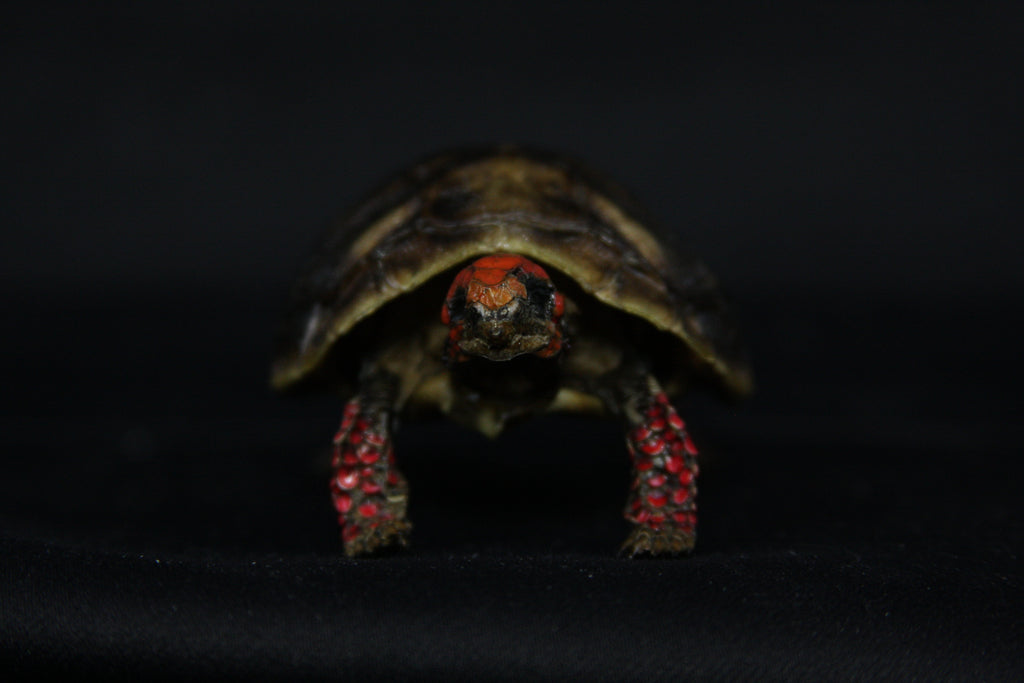 Red Footed Tortoise