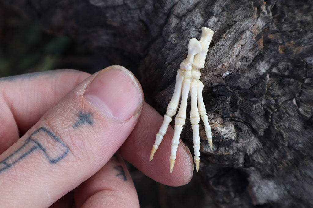 Baby Rabbit Paw Articulation