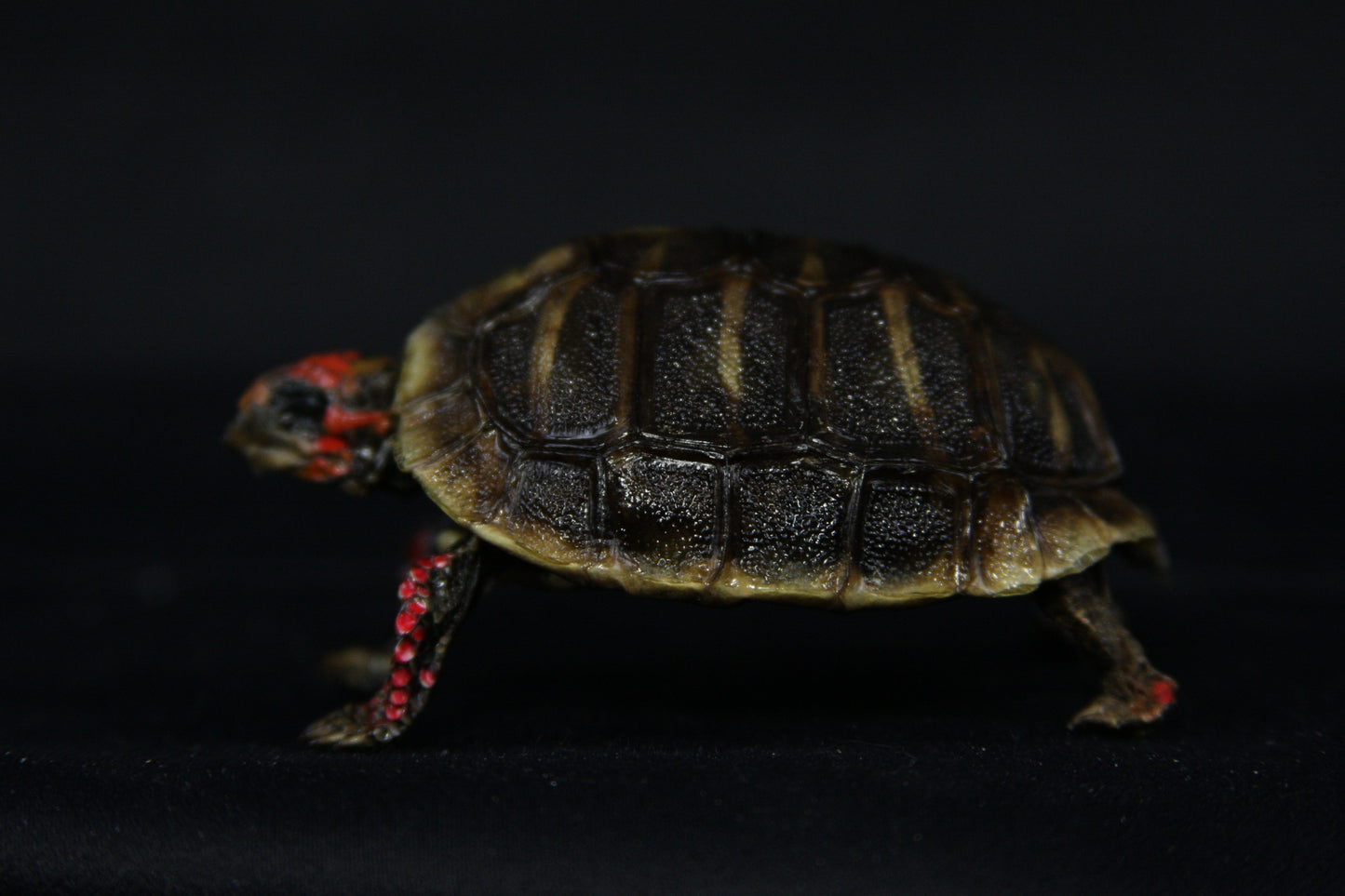 Red Footed Tortoise