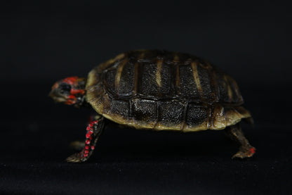 Red Footed Tortoise