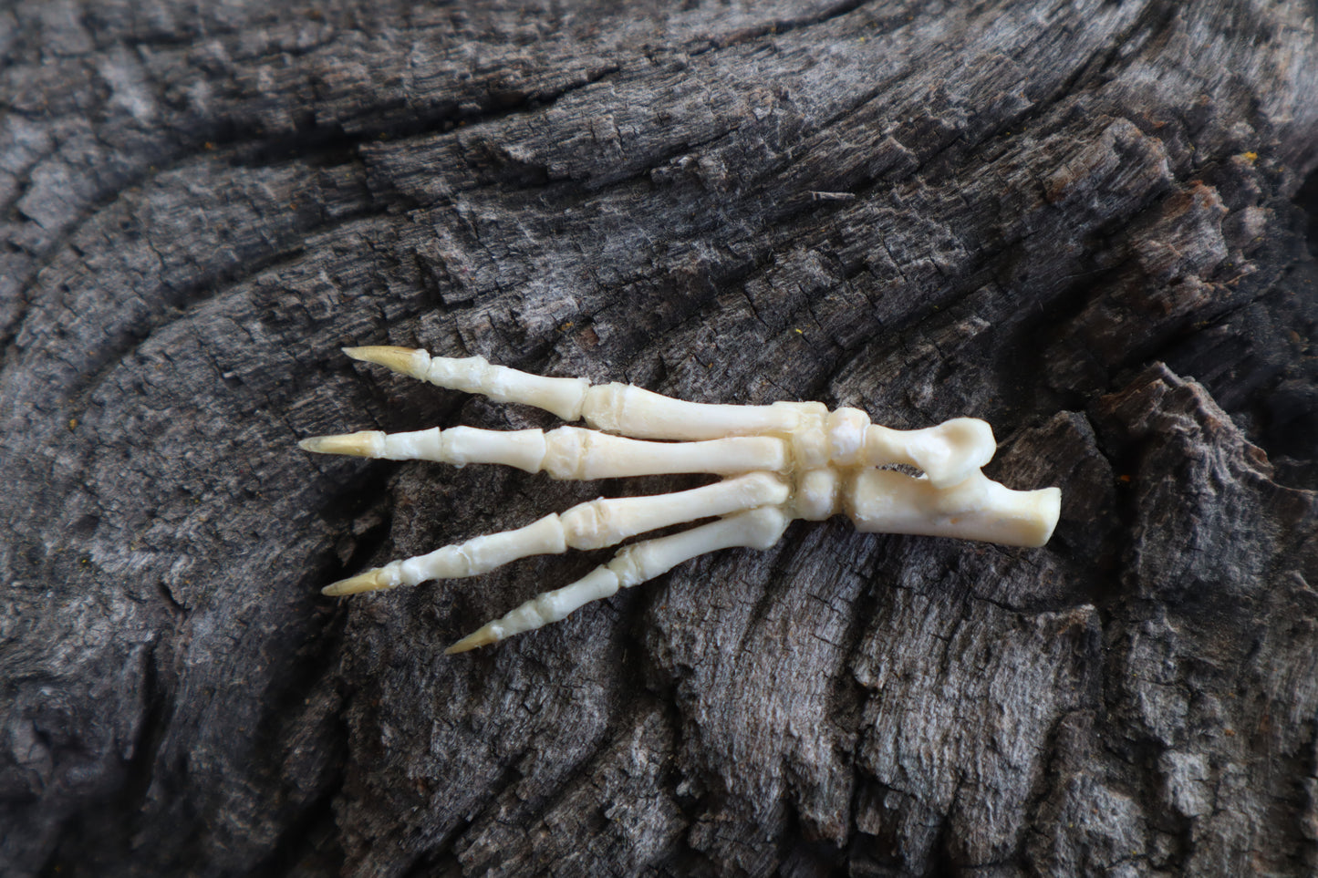 Baby Rabbit Paw Articulation