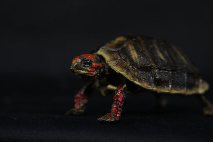 Red Footed Tortoise