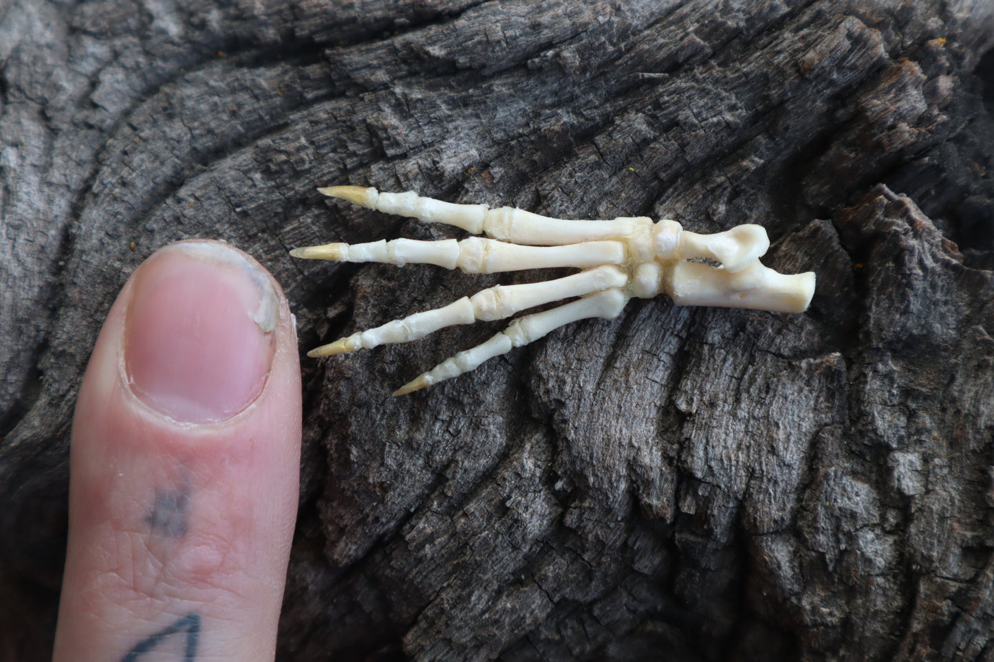 Baby Rabbit Paw Articulation