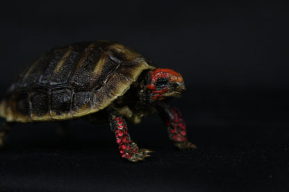 Red Footed Tortoise