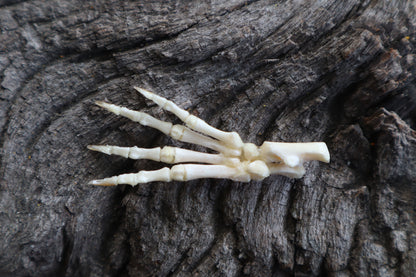 Baby Rabbit Paw Articulation