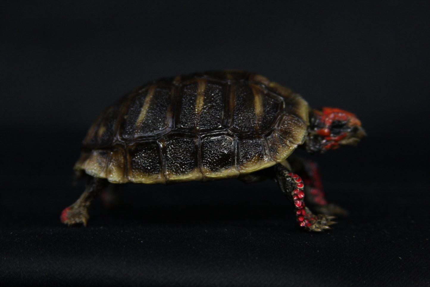 Red Footed Tortoise