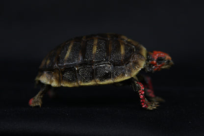 Red Footed Tortoise