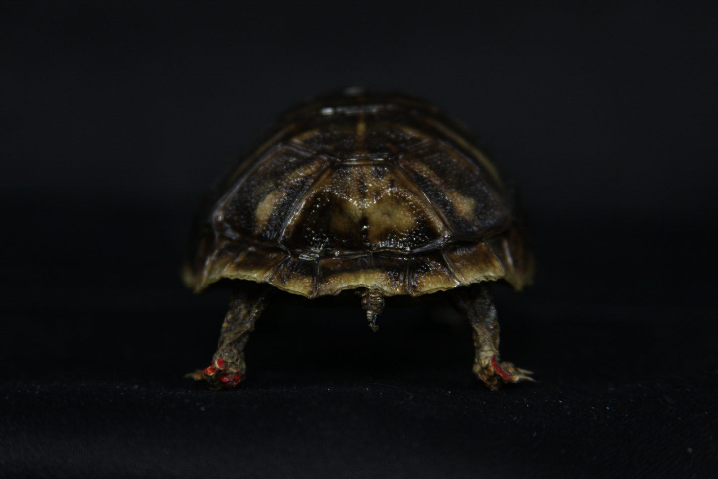 Red Footed Tortoise