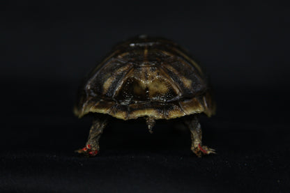 Red Footed Tortoise