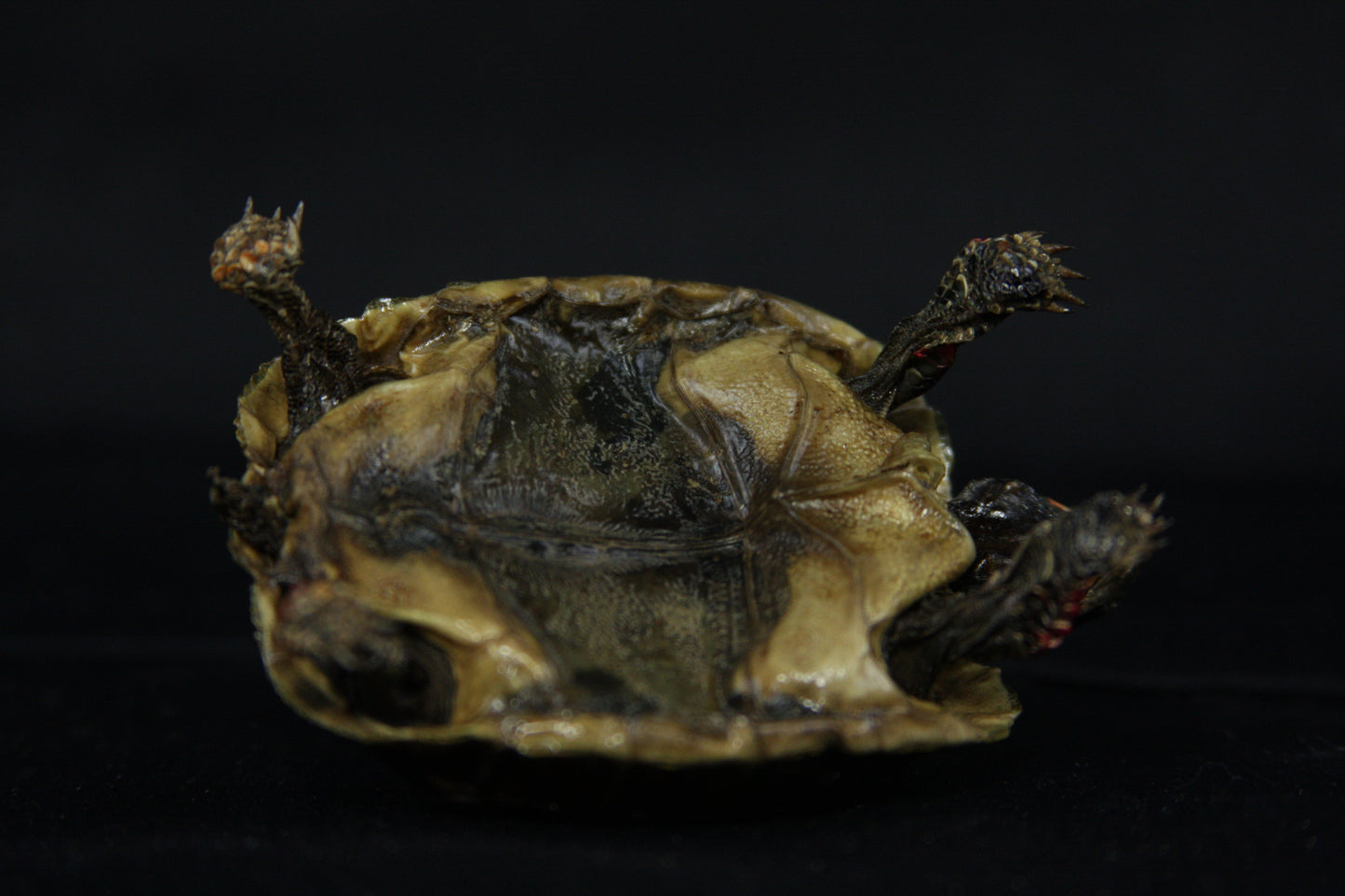Red Footed Tortoise