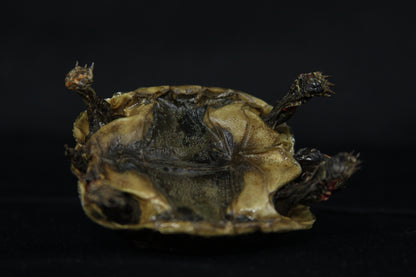 Red Footed Tortoise