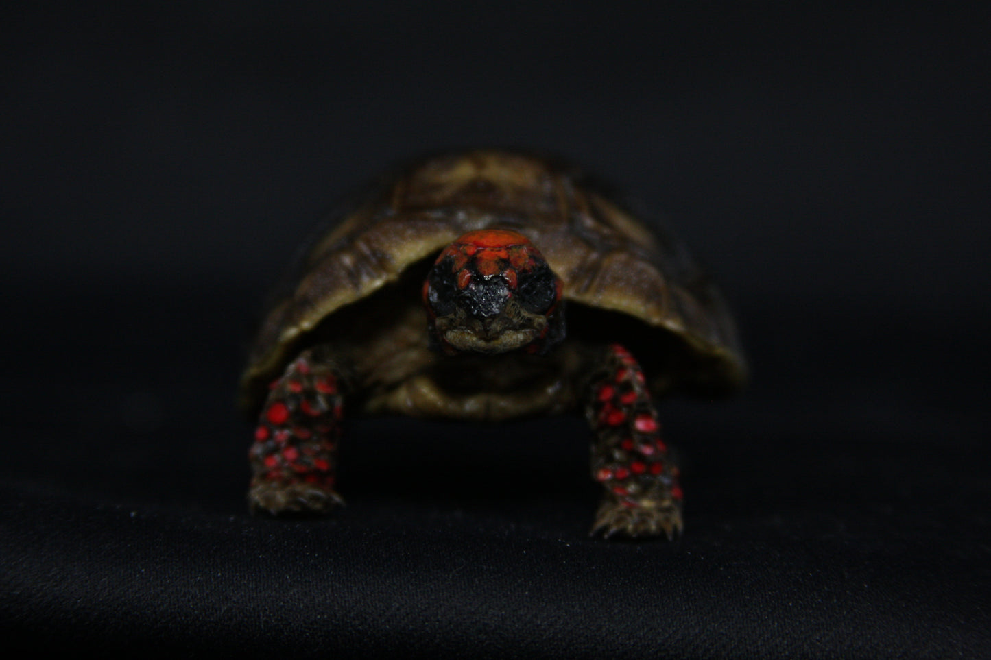 Red Footed Tortoise