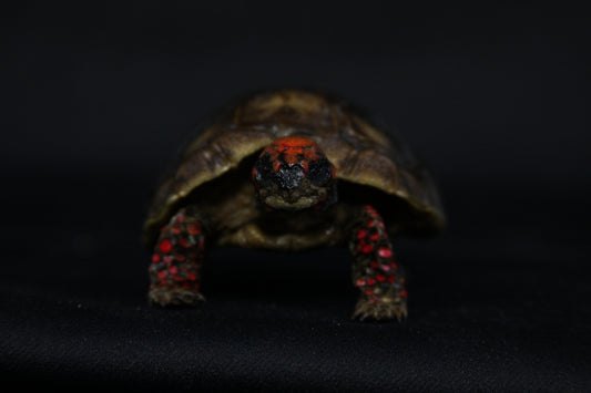 Red Footed Tortoise