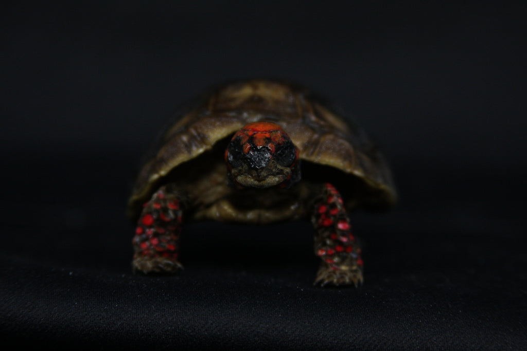 Red Footed Tortoise