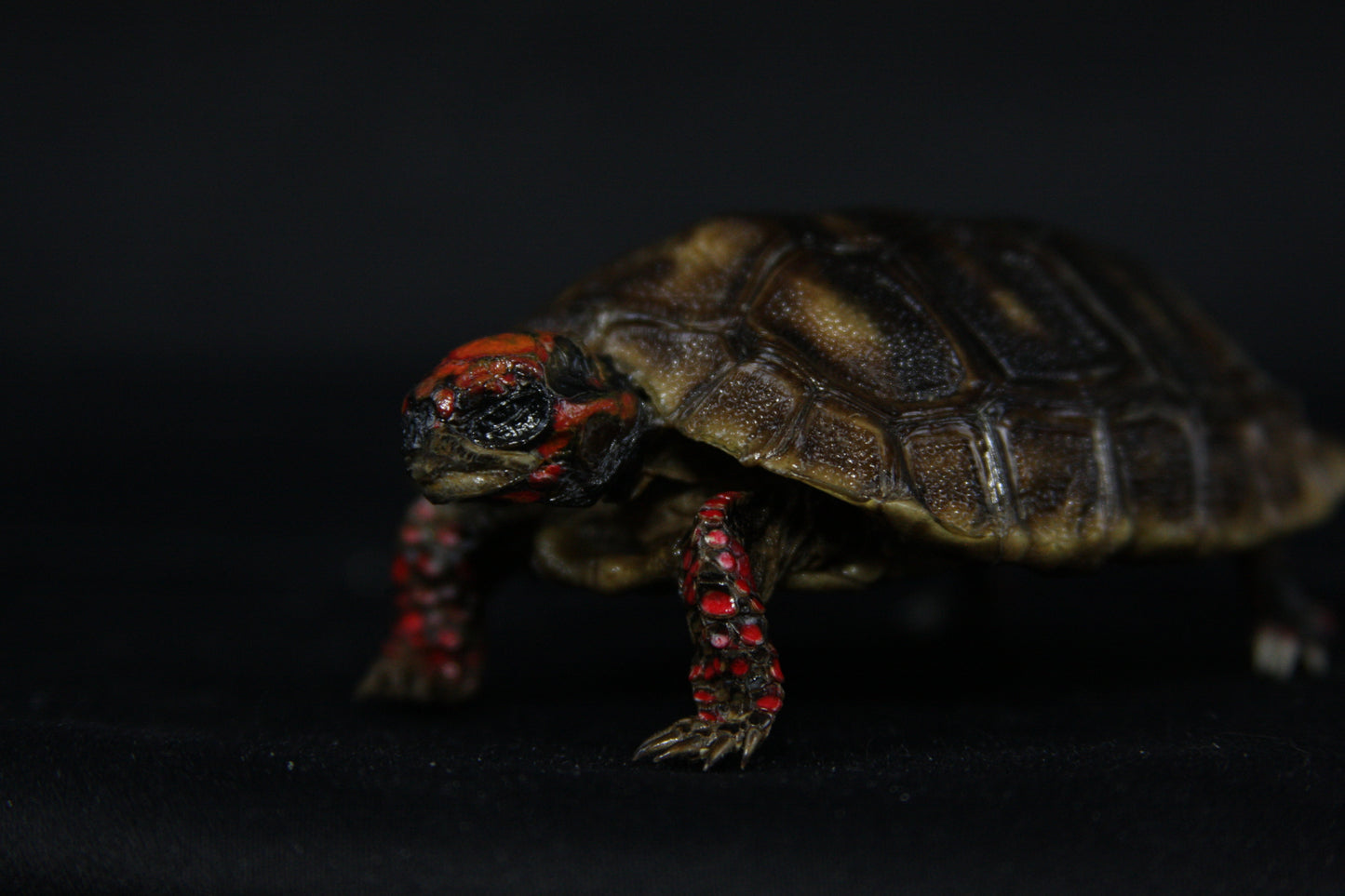 Red Footed Tortoise