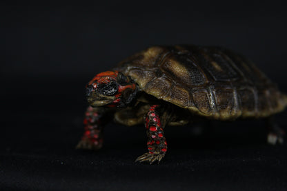 Red Footed Tortoise