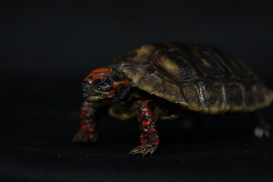 Red Footed Tortoise