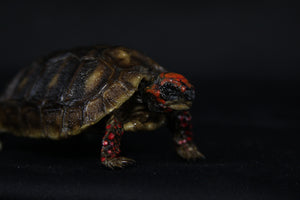 Red Footed Tortoise