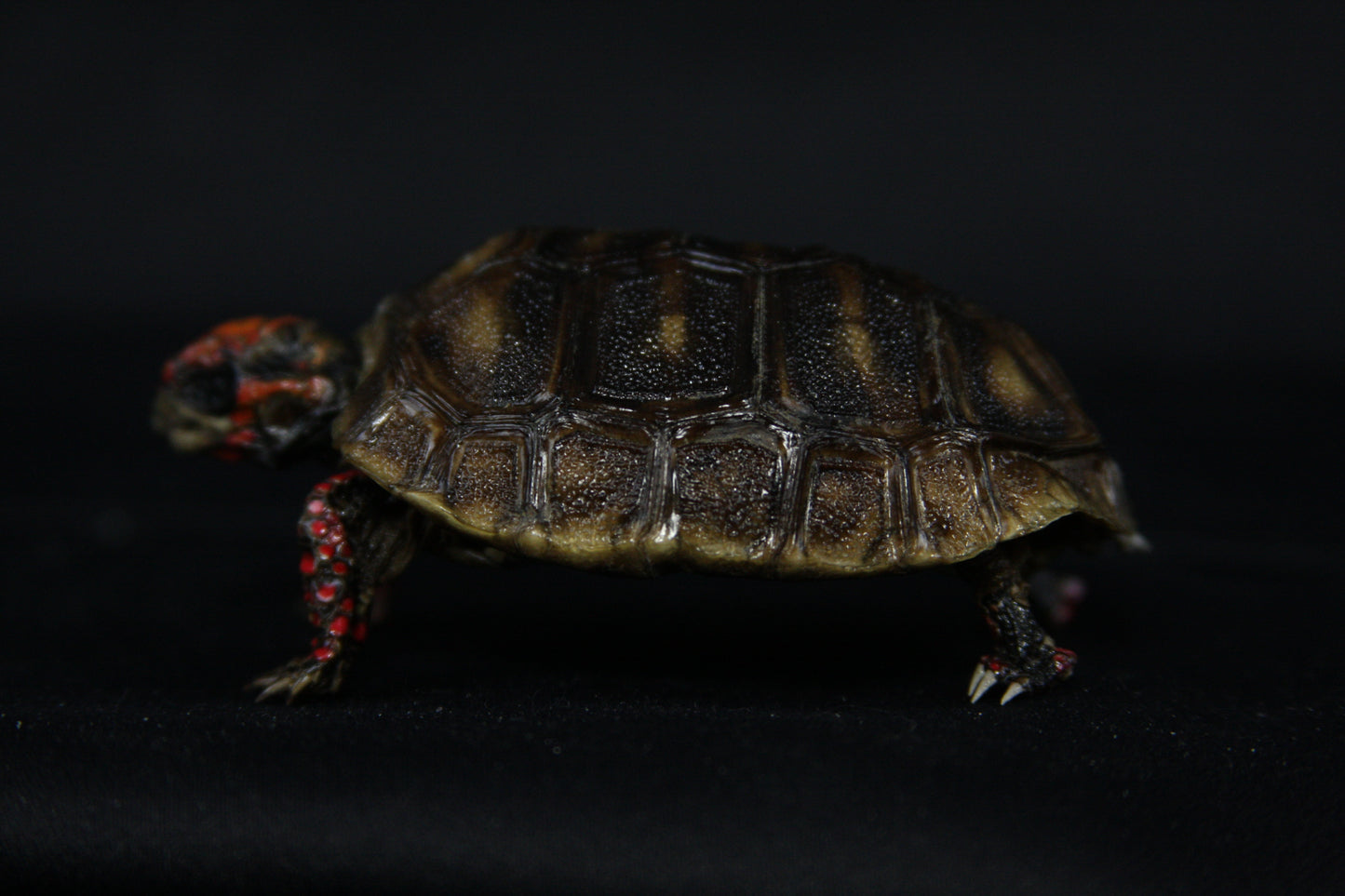 Red Footed Tortoise