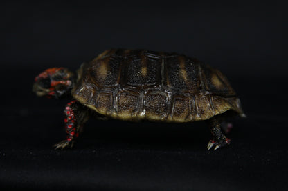 Red Footed Tortoise