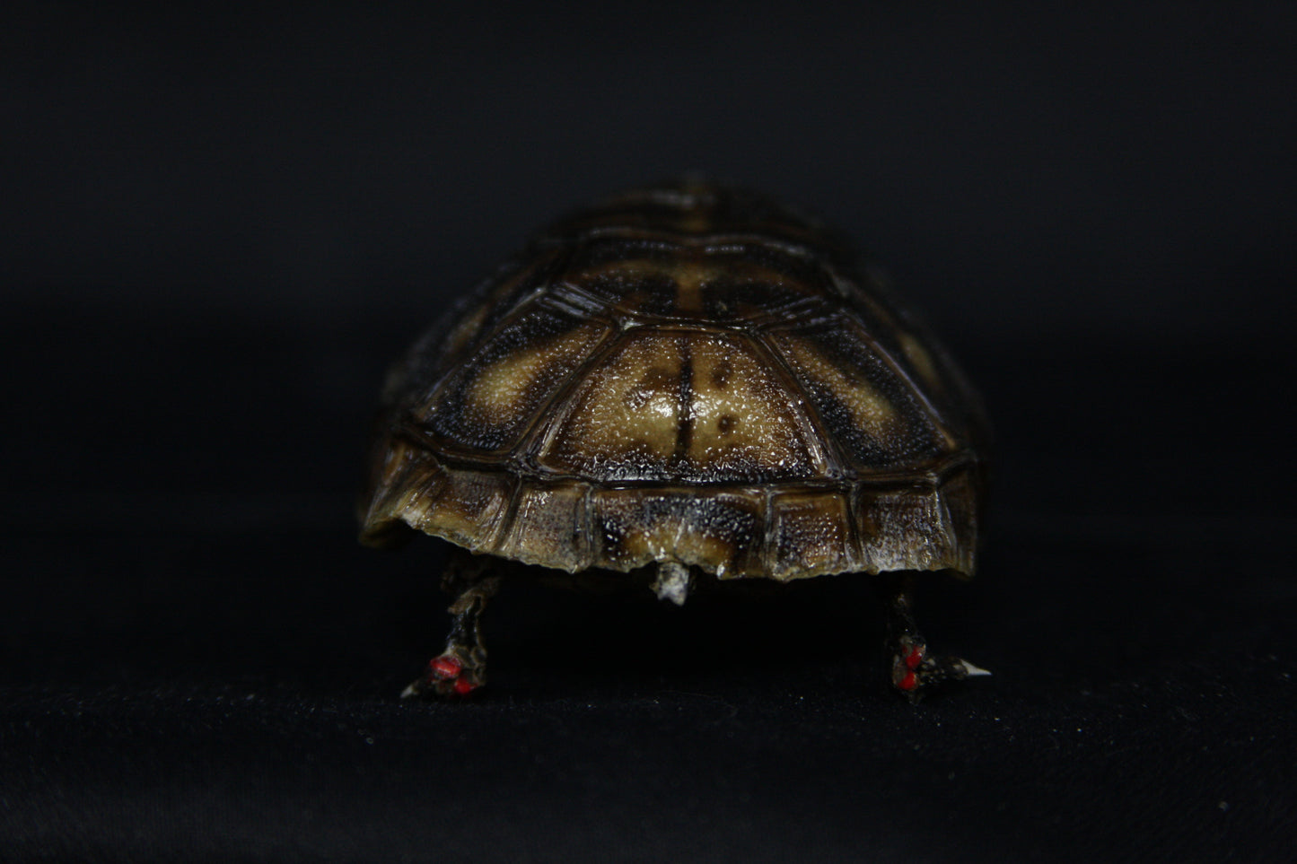 Red Footed Tortoise