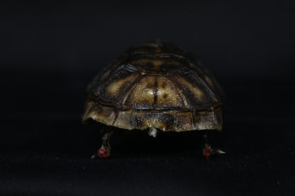 Red Footed Tortoise