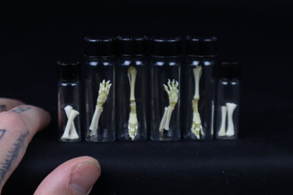 Fetal Red Fox Femur and Humerus