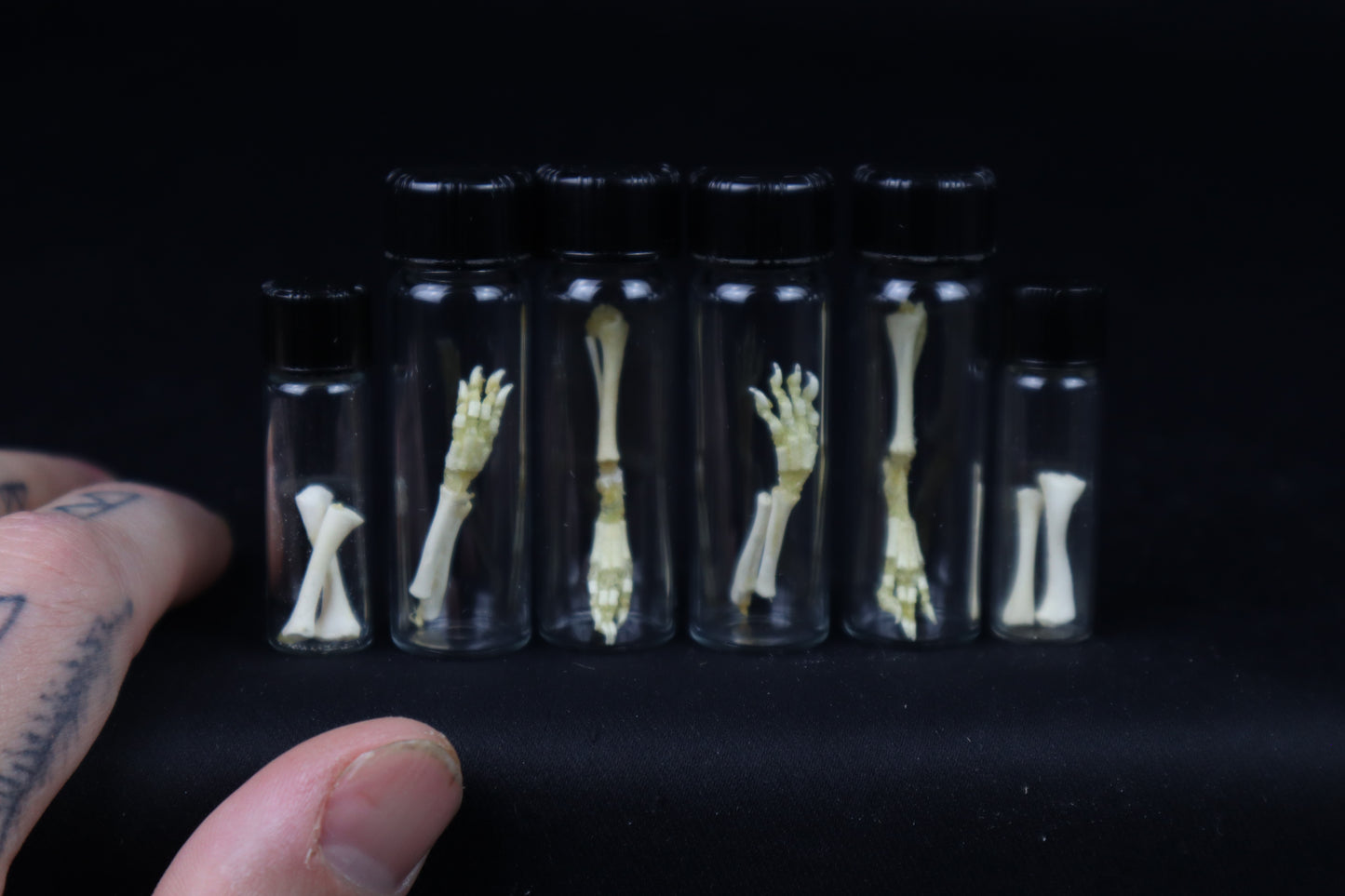 Fetal Red Fox Leg Articulation