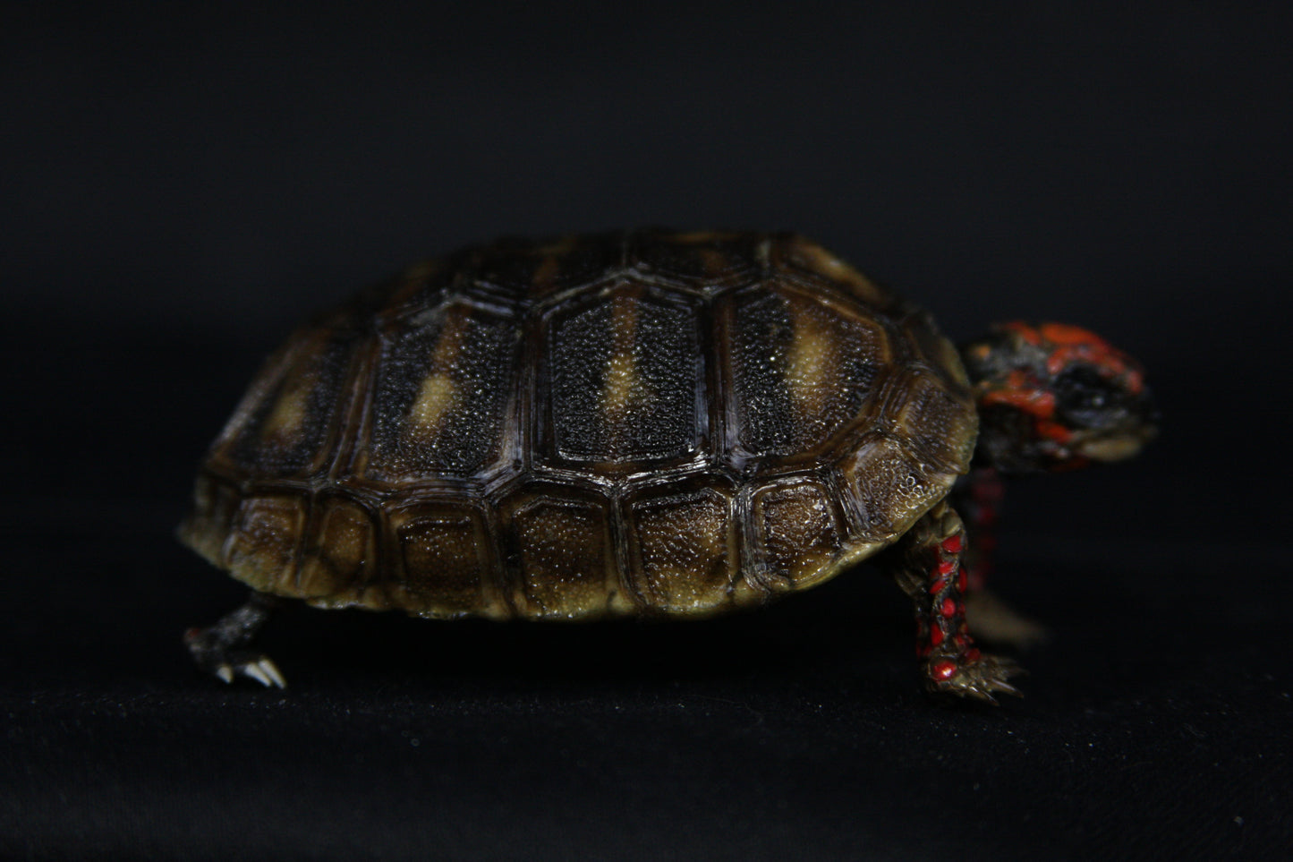 Red Footed Tortoise