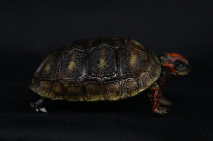 Red Footed Tortoise
