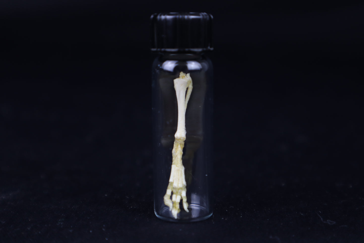 Fetal Red Fox Leg Articulation