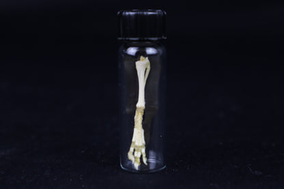 Fetal Red Fox Leg Articulation