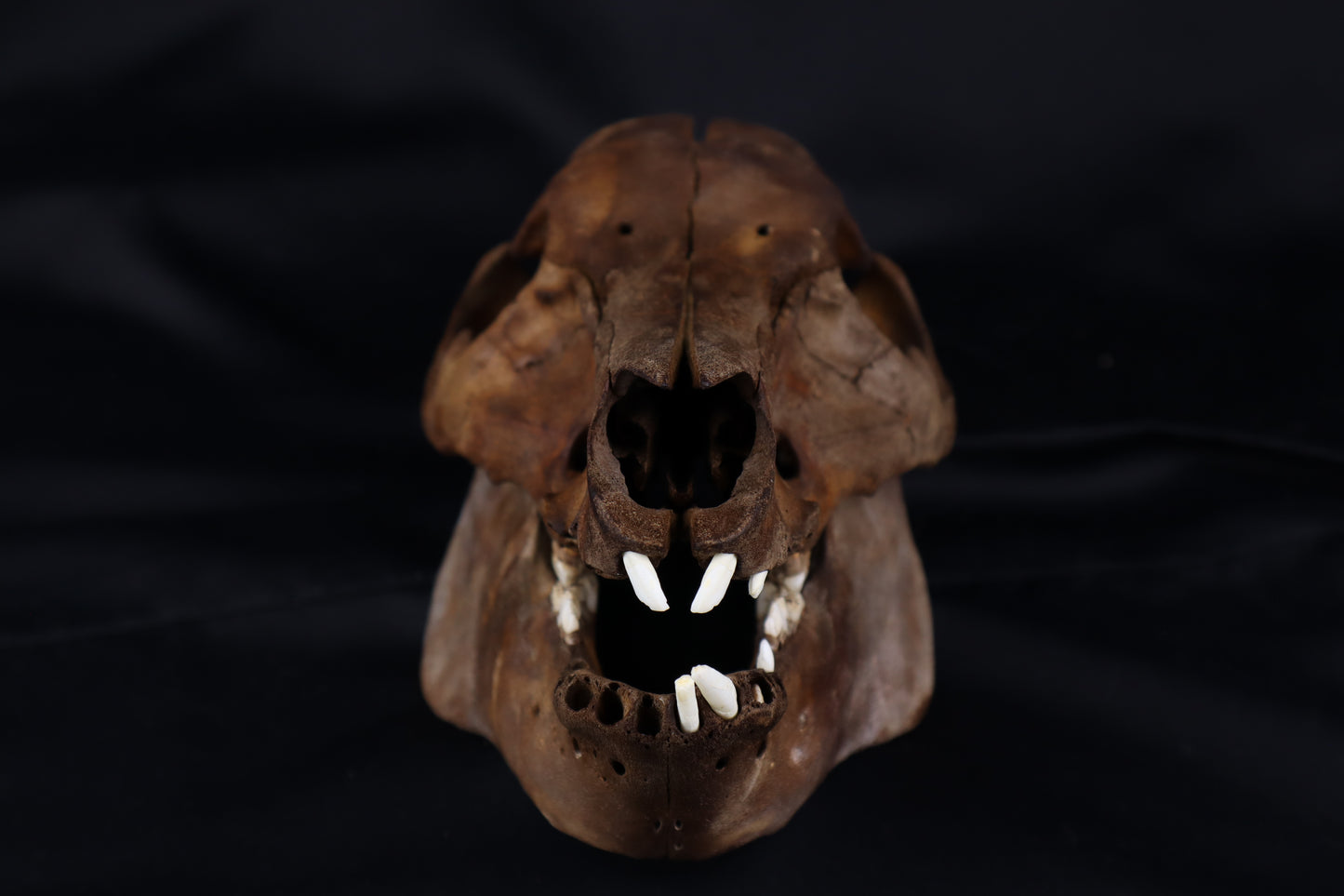 Fyri Stained Pig Skull