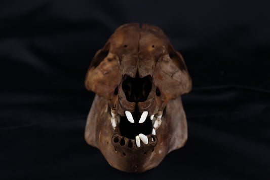 Fyri Stained Pig Skull