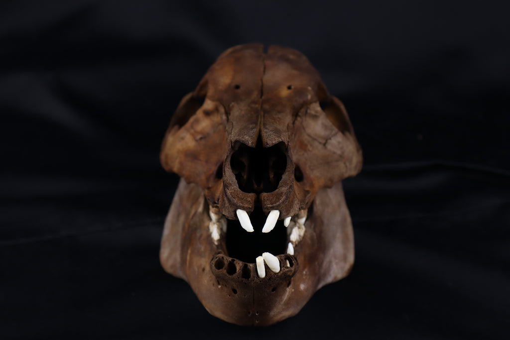 Fyri Stained Pig Skull