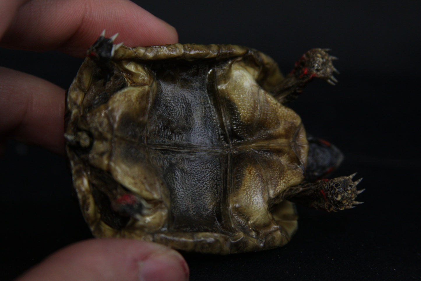 Red Footed Tortoise