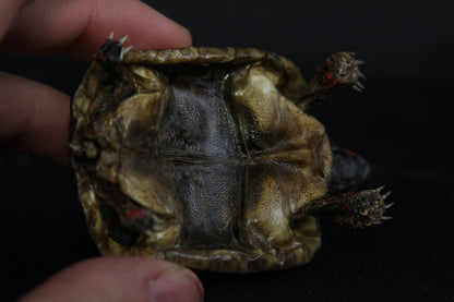 Red Footed Tortoise