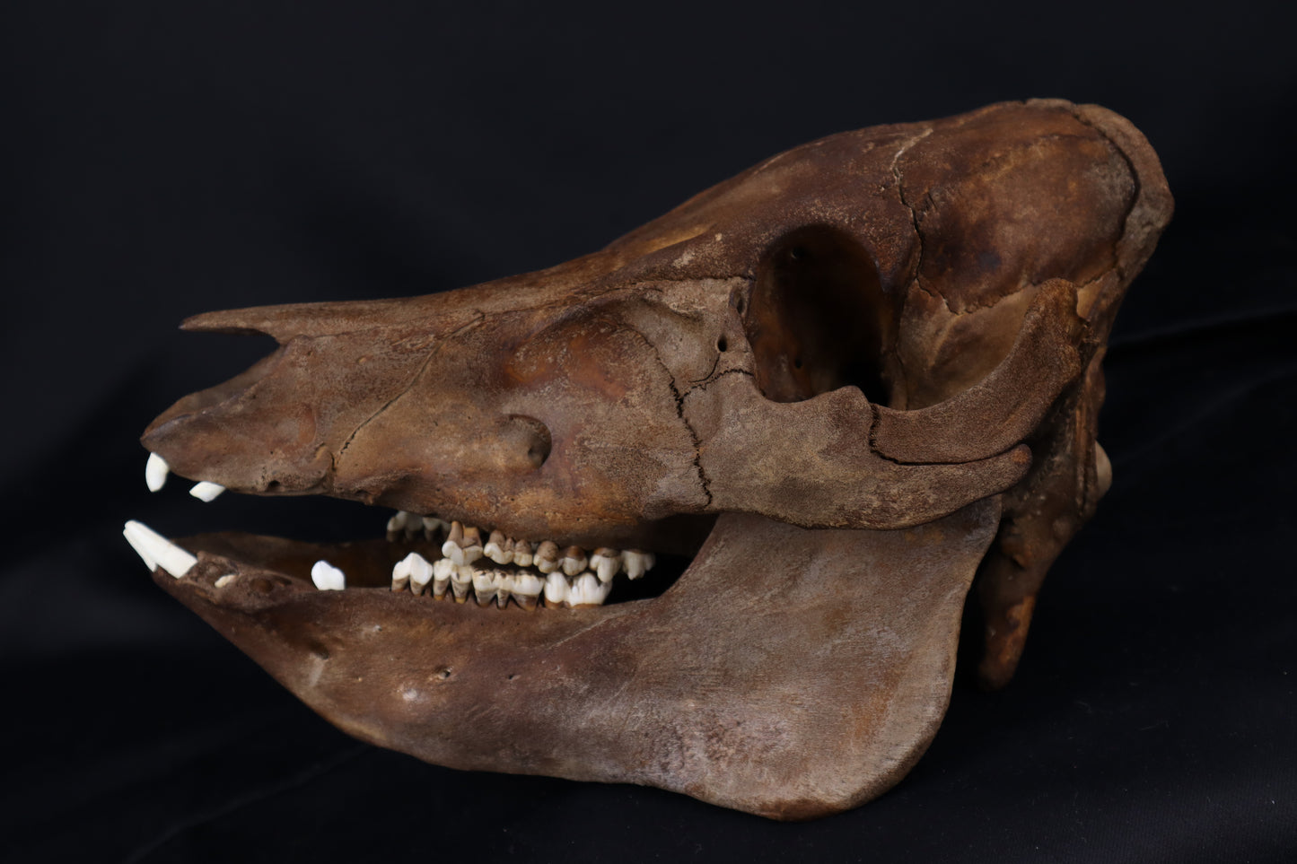 Fyri Stained Pig Skull