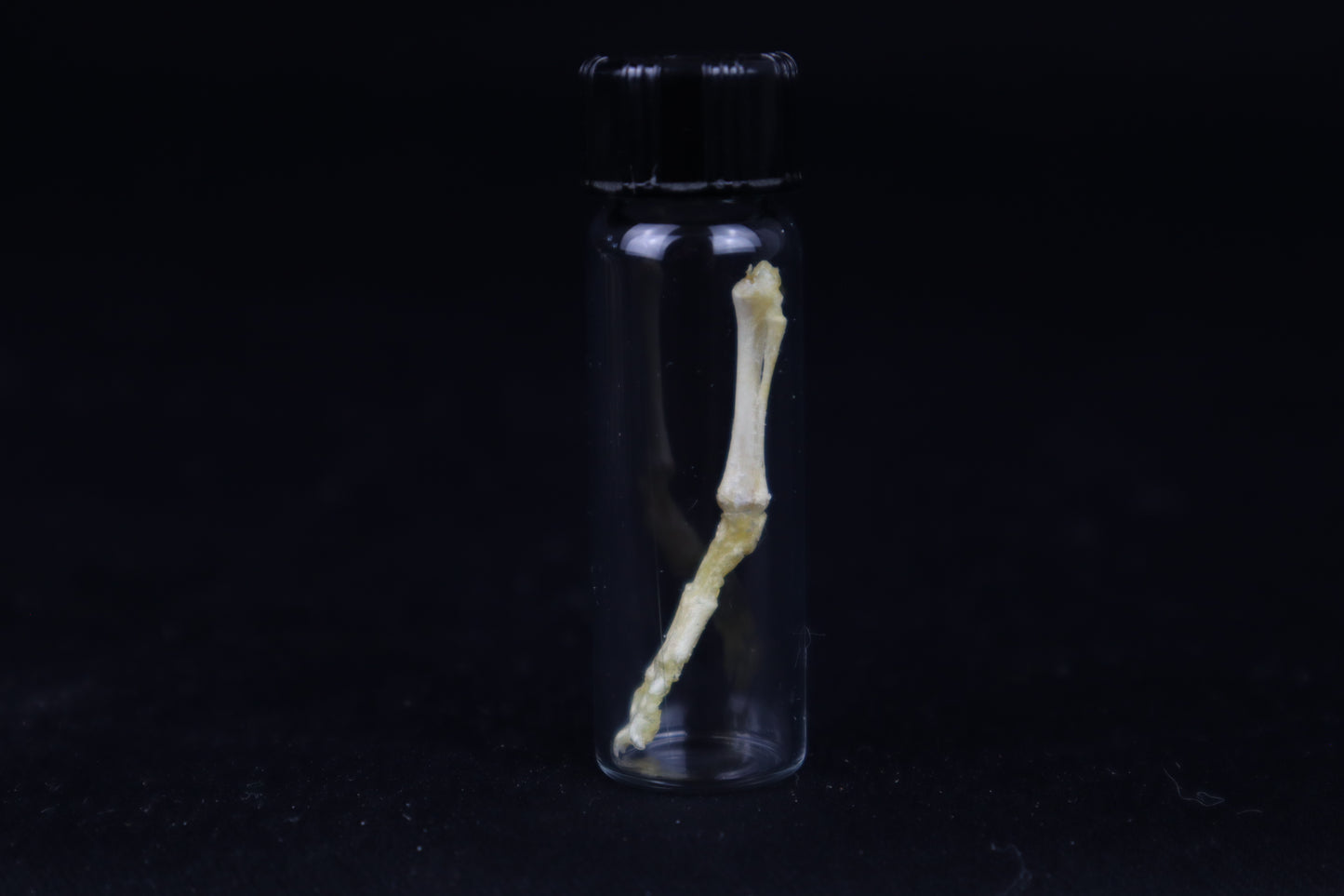 Fetal Red Fox Leg Articulation