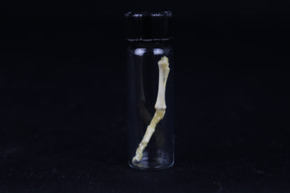 Fetal Red Fox Leg Articulation